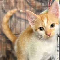 Thumbnail photo of Paddy #1