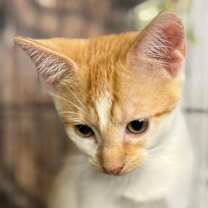 Thumbnail photo of Paddy #2