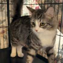 Thumbnail photo of Tacari #3