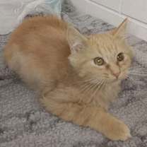 Thumbnail photo of C304 Litter Bananarama #1