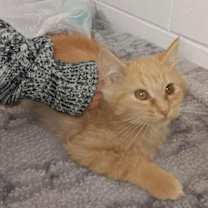 Thumbnail photo of C304 Litter Bananarama #2