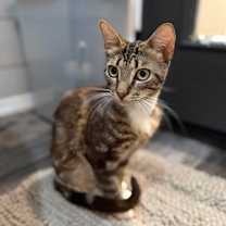 Thumbnail photo of Raider #4