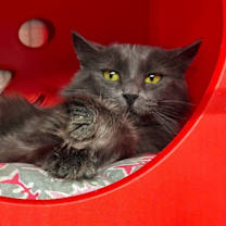 Thumbnail photo of Lavender #2