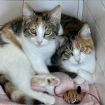 Thumbnail photo of Ocarina #2