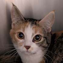 Thumbnail photo of Alfie #2