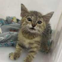 Thumbnail photo of Livy #3