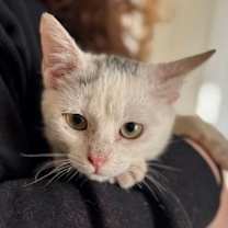 Thumbnail photo of Evie (pre adopt) #1