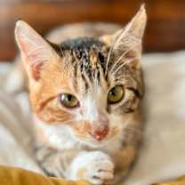 Thumbnail photo of Evalynn (pre adopt) #1