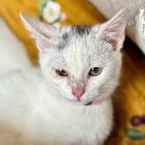 Thumbnail photo of Evie (pre adopt) #3