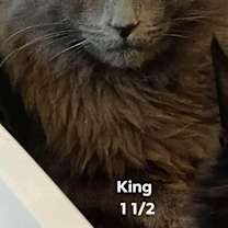 Thumbnail photo of King #1