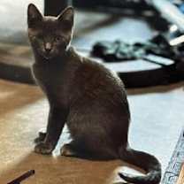 Thumbnail photo of Taco #1