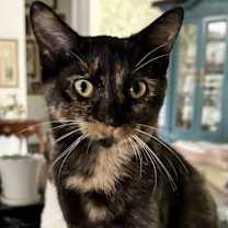 Thumbnail photo of Betty Boop #1