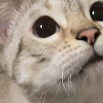 Thumbnail photo of Rosette (aka Luna) #2