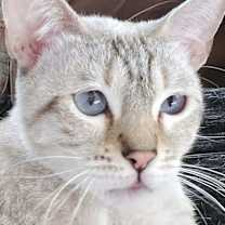 Thumbnail photo of Rosette (aka Luna) #3