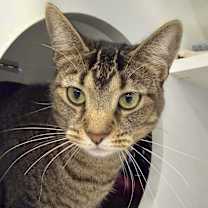 Thumbnail photo of Charley (aka Wish) #1