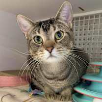 Thumbnail photo of Fino (aka Sprinkles) #2