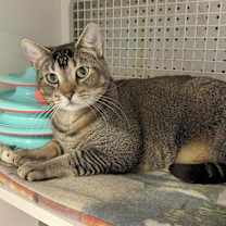 Thumbnail photo of Fino (aka Sprinkles) #4