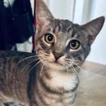 Thumbnail photo of Jinx #1