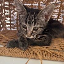 Thumbnail photo of Eloise #2