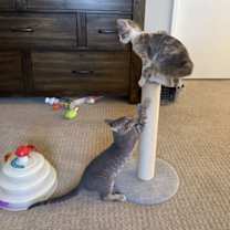 Thumbnail photo of Piper #3