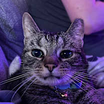 Thumbnail photo of Astraeus #1