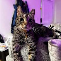 Thumbnail photo of Astraeus #2