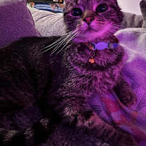 Thumbnail photo of Astraeus #3