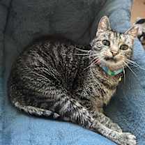 Thumbnail photo of Astraeus #4