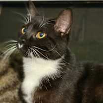 Thumbnail photo of Pastina #2