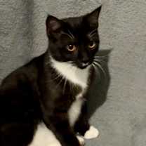 Thumbnail photo of Pastina #3