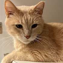 Thumbnail photo of Rivet #2