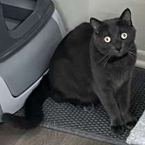 Thumbnail photo of Diesel #4