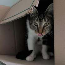 Thumbnail photo of Pumpkin Bread #4