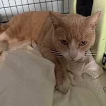 Thumbnail photo of Rambo #2