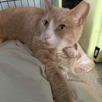 Thumbnail photo of Rambo #4