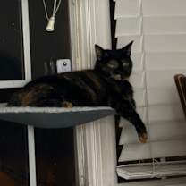 Thumbnail photo of sapphire #4