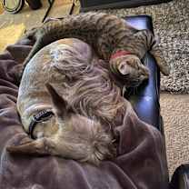 Thumbnail photo of Smokey #2