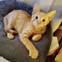 Thumbnail photo of Cider #3