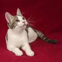 Thumbnail photo of Quill #1