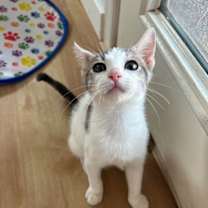 Thumbnail photo of Quill #2