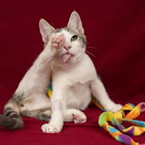 Thumbnail photo of Quill #4