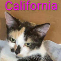 Thumbnail photo of California @PAWZ pet cafe #2