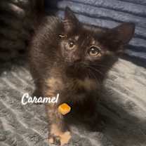 Thumbnail photo of Carmel #2