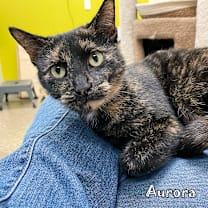 Thumbnail photo of Aurora @PAWZ pet cafe #3