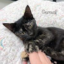 Thumbnail photo of Carmel #3