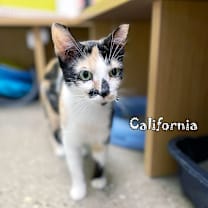 Thumbnail photo of California @PAWZ pet cafe #4