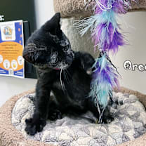 Thumbnail photo of Oreo #4