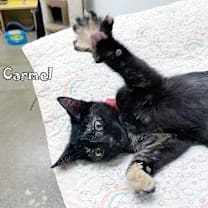 Thumbnail photo of Carmel #4