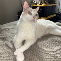 Thumbnail photo of Wally #1