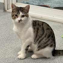 Thumbnail photo of Doll #1